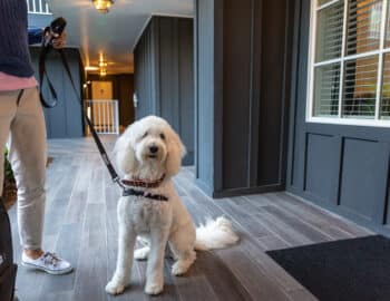 A white dog on a leash sits on a wooden floor next to a person holding the leash. The setting appears to be a hallway with dark walls and a window.